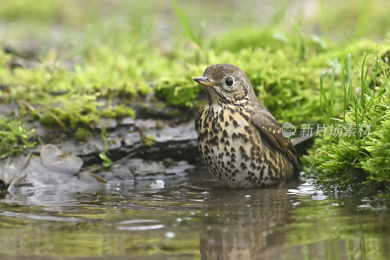 洗画眉(Turdus philomelus)